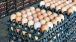 Yumurtalarda salmonella alarmı! Milyonlarca ürün için geri çağırma kararı