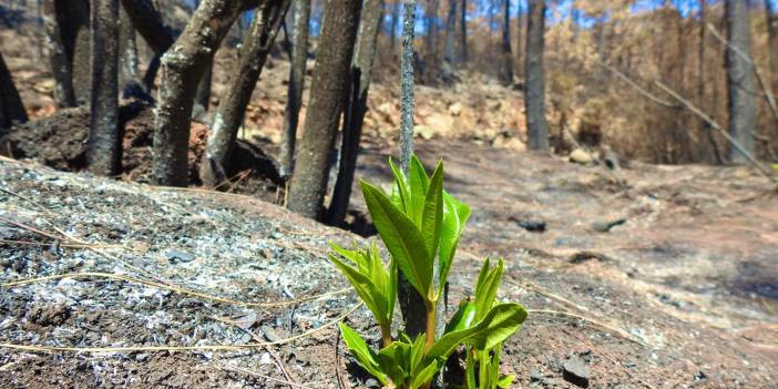 Muğla&rsquo;da doğa kendini yeniliyor: Yangın sonrası ilk filizler