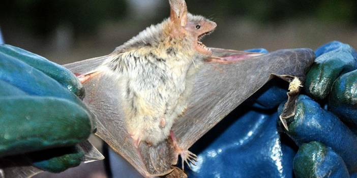 Yarasa kaynaklı bir vir&uuml;s daha! Nipah vir&uuml;s&uuml;, Covid-19'dan 75 kat daha &ouml;l&uuml;mc&uuml;l