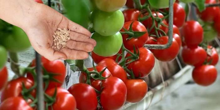 Domates değil tohumu bile zehirli çıktı!