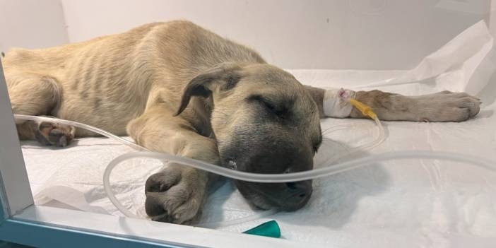 Yavru k&ouml;peğe sopayla dakikalarca vurdu! Hayati riski var