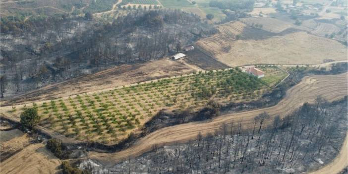 &Ccedil;anakkale'deki yangında ceviz ağa&ccedil;ları b&ouml;yle kurtuldu