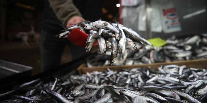 Kilimli Limanı'ndan 500 ton hamsi çıktı