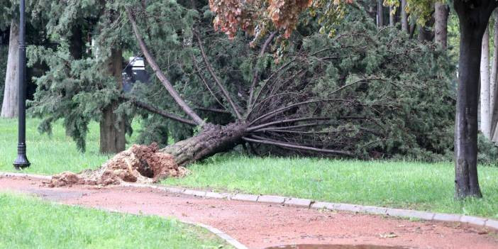 Gaziantep'te sağanak: Masal Parkı'nda ağaçlar devrildi!