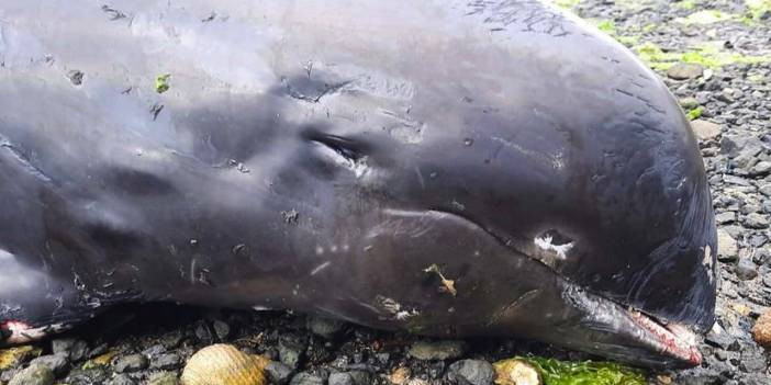 Petrol sızıntısı yaşanan Japonya'da 13 &ouml;l&uuml; yunus bulundu